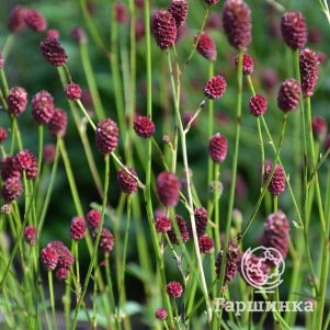 

Кровохлебка Лемон Сплэш лекарственная