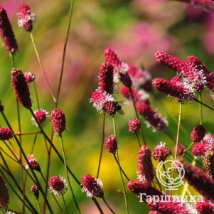 

Кровохлебка Рок-н-Ролл