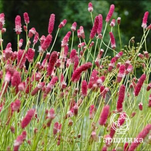 

Кровохлебка Пинк Элефант тонколистная