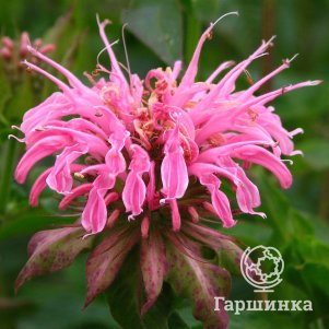 

Монарда Крофтвей Пинк