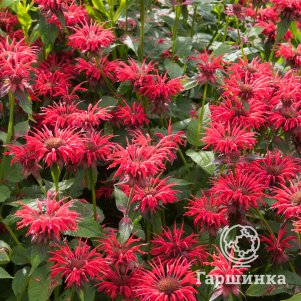 

Монарда Гаденвью Скарлет