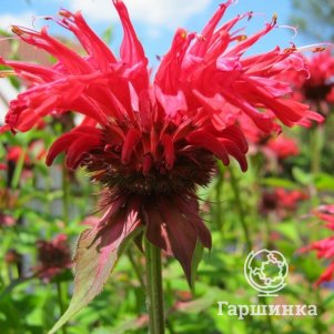 

Монарда Кардинал