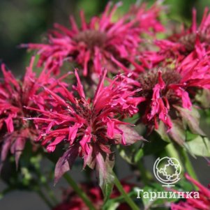 

Монарда Махогани