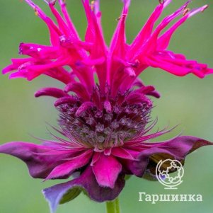 

Монарда Маршалс Делайт