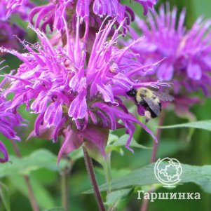 

Монарда Прейринахт