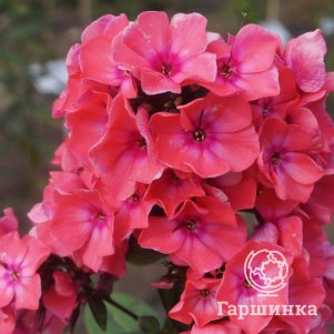 Флокс Бригадир метельчатый