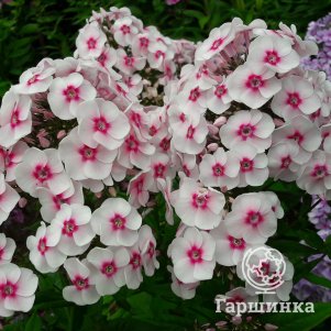 

Флокс Юник Тренди метельчатый