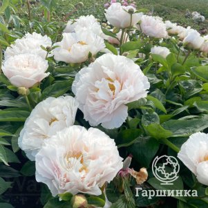 Пион Блашинг Принцесс