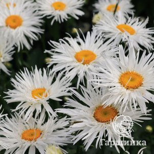 Ромашка (Нивяник) Флуффи