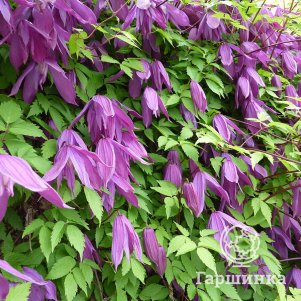 

Клематис Тэйж Ланделл (3)