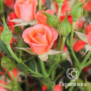 

Роза Алегрия