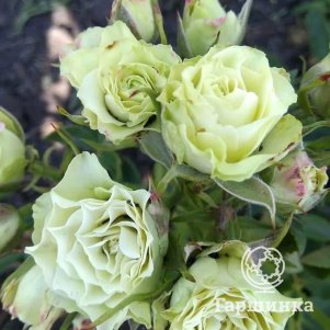 

Роза Лувиана спрей