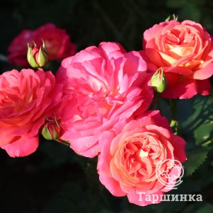 

Роза Мидсаммер флорибунда