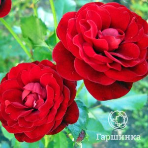 

Роза Торнадо