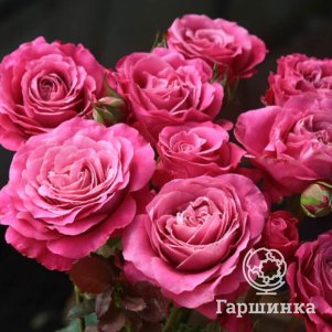 Роза Олл фо Лав чайно-гибридная