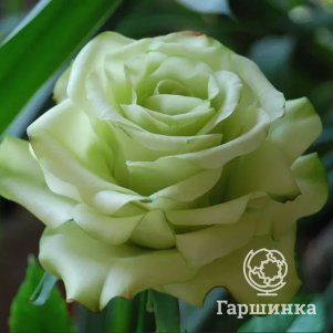 Роза Грин Ти