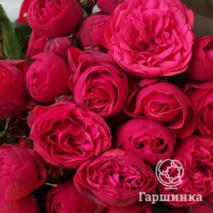 Роза Мариетта чайно-гибридная