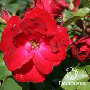 Роза Шамплейн