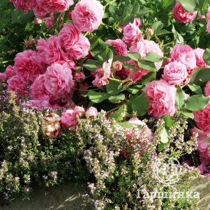 Роза Луиза Одье