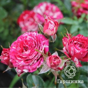 Роза Пинк Флеш спрей