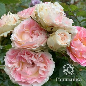 

Роза Цезарь