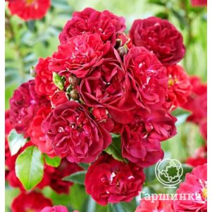 Роза Фейри Данс почвопокровная