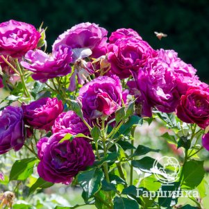 

Роза Блю Эден флорибунда