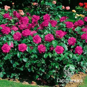 

Роза Хайди Клум флорибунда