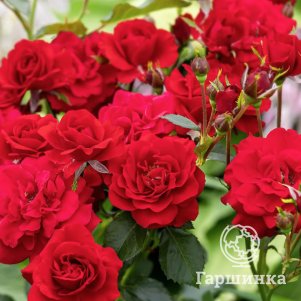 Роза Нина Вейбул флорибунда