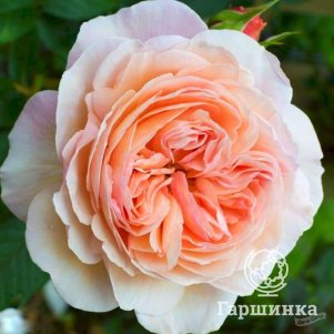 Роза Чарльз Остин кустарниковая