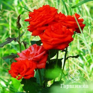 

Роза Корвет чайно-гибридная