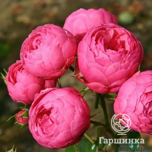 

Роза Помпонелла флорибунда