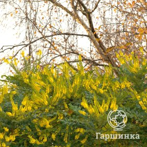 

Магония японская