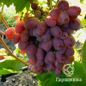 

Виноград Потомок Ризамата столовый