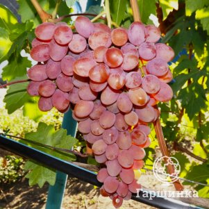 Виноград Румба крупный (очень ранний)