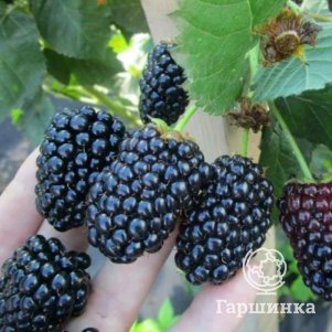 

Ежевика Блек Джем