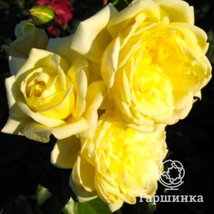 Роза Казино