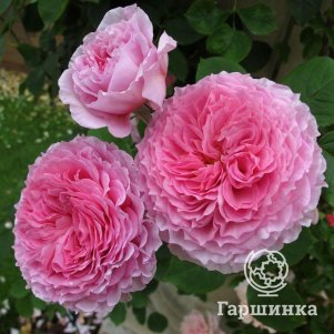 Роза Джеймс Гелвей