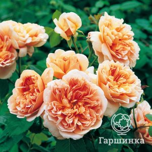 

Роза Ти Клипер