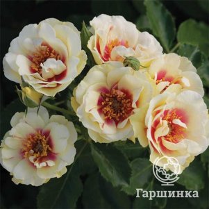 Роза Буллс Айс шраб