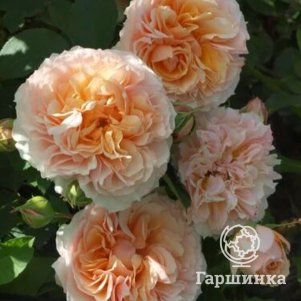 

Роза Фруфрутант Жаки шраб