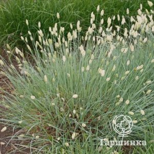 

Сеслерия блестящая