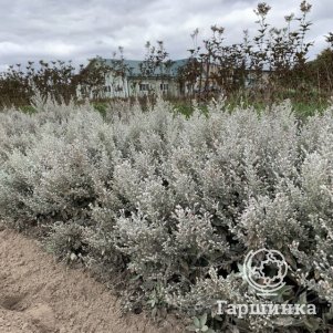 

Полынь Пурша