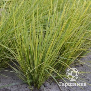 

Лисохвост Ауреовариегатус луговой