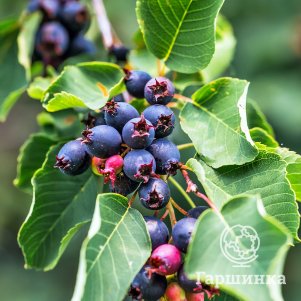 Ирга Тонкокожая 450₽