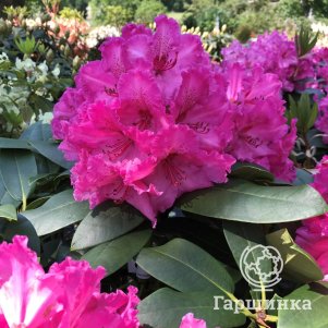 

Рододендрон Волкур гибридный