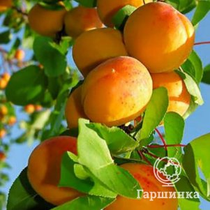 

Абрикос Медовый