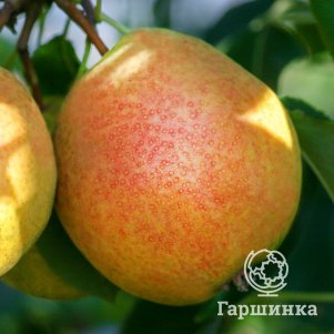 

Груша Радужная