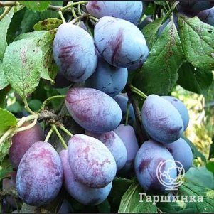 

Слива Венгерка