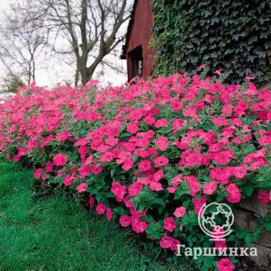 

Петуния Пинк Хот ампельная (драже) серия Тайдал Вэйв 5 шт, Семена Гавриш